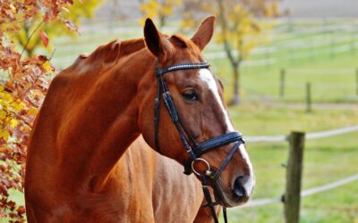 Is Chiropractic care for animals just a fad?